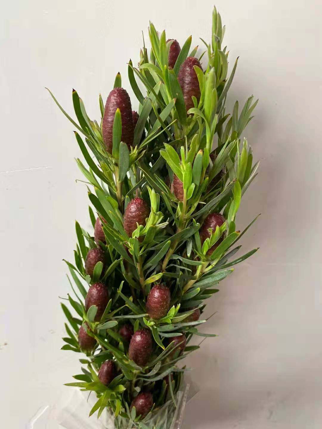 进口木百合鲜切花绿宝石红宝石可做干花节日家用云南昆明空运包邮