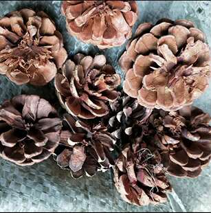 烂松果壳松塔壳 铺垫花盆5斤底天然保水透气有机植料土壤引火材料