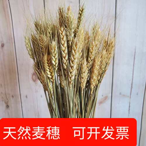 天然麦穗干花开业大麦永生花篮田园装饰摆件摄影插花开业大麦干花