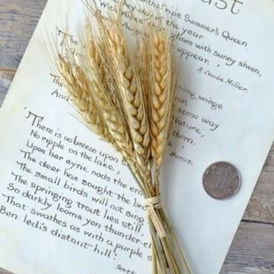 短枝麦穗干花DIY手工礼盒香薰制作材料拍照背景原生态干花麦头