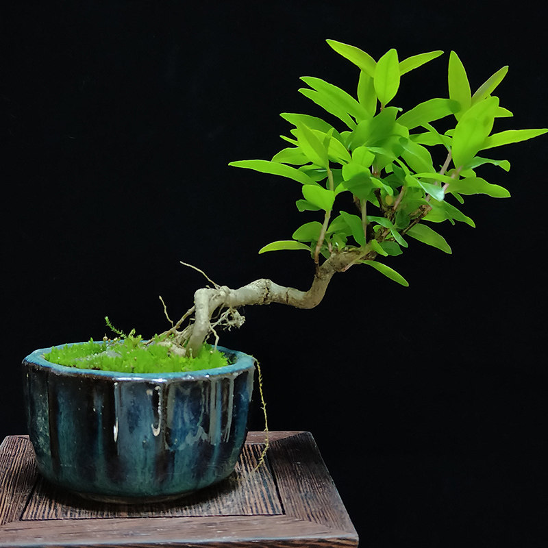 促销石榴微型盆景盆栽实物实拍老根树桩苗观花果绿植带盆树小品