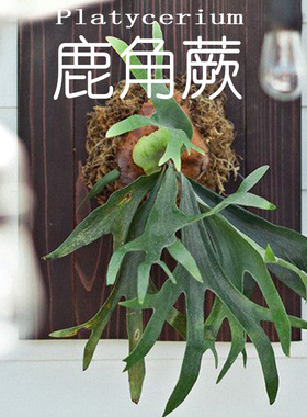 植物幻想鹿角蕨网红北欧风四季上墙室内花卉好养盆栽办公室挂板