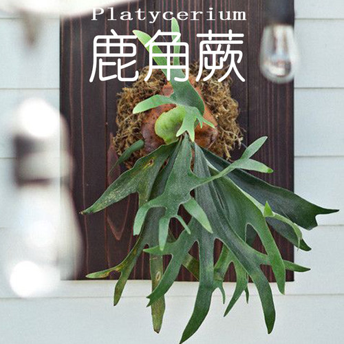 幻想鹿角蕨网红四季上墙挂板植物