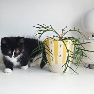 粗陶手绘条纹花利水透气蝴蝶兰彩叶芋球兰简约绿植带孔法式小花盆