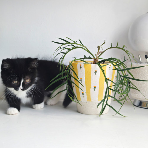 粗陶手绘条纹花盆带孔法式小花盆