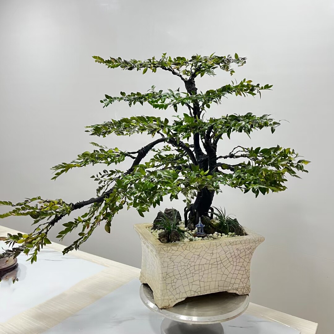 小叶紫檀盆栽客厅别墅庭院办公室高端绿植黑骨茶盆景开花结果植物