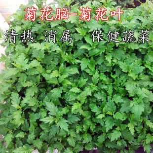 菊花脑种子南京菊花叶种子苗秧菜多年生多次采摘野菜四季蔬菜种籽
