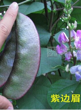 蔬菜种子苗耐寒爬藤扁豆角