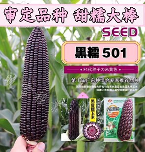 黑糯501黑糯玉米种子种籽 大棒黑甜糯黑粒黑轴粘玉米水果包谷种子