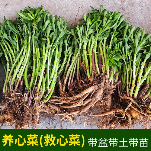 种苗阳台盆栽高钙植物养心菜