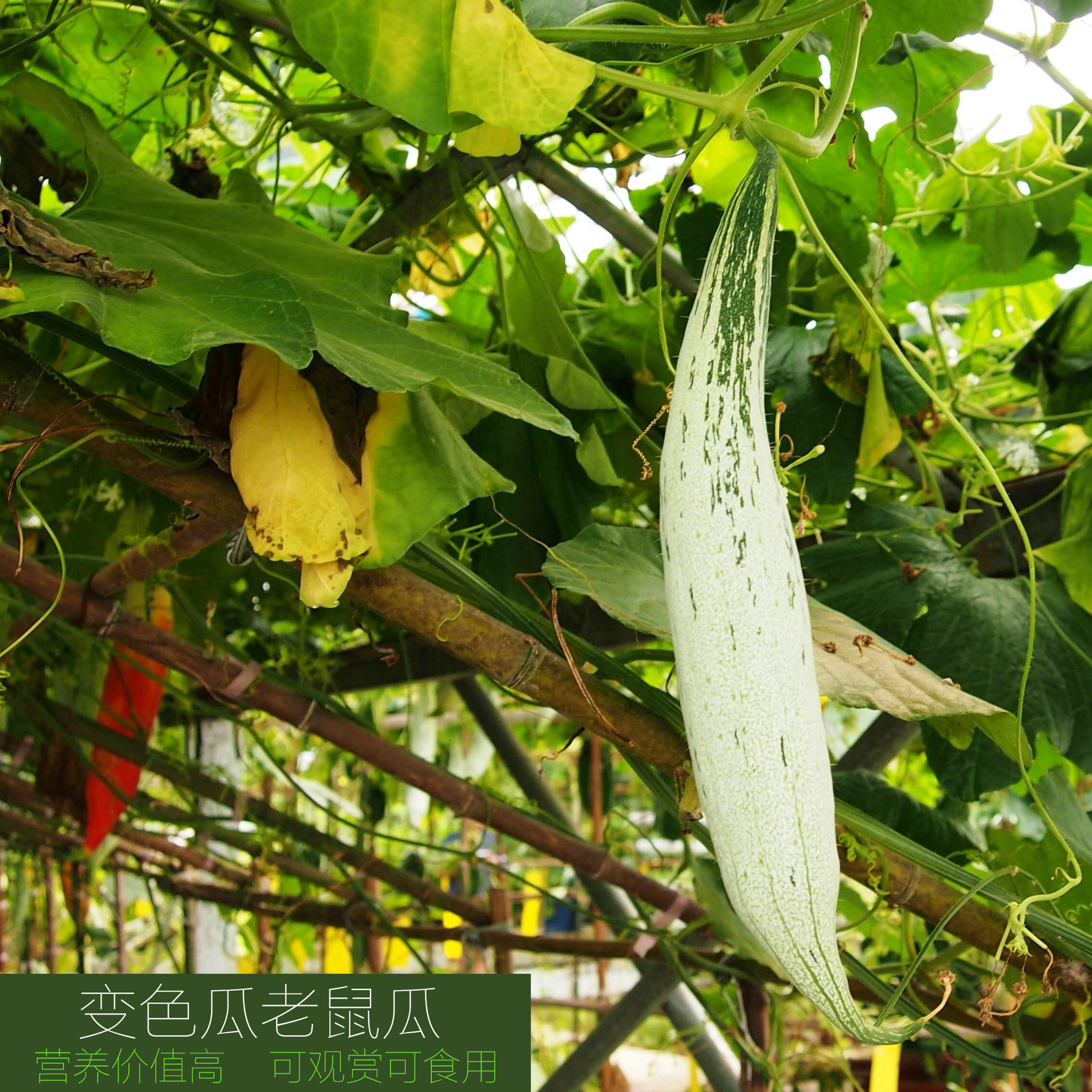 老鼠瓜种籽子变色瓜彩瓜观赏降暑食用特色四季播爬藤蔬菜瓜果类