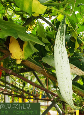食用四季爬藤蔬菜瓜果