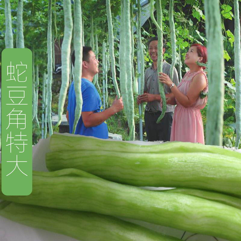 蛇豆角种特大蛇瓜种孑籽特长四季食用巨型长豆角耐热稀有蔬菜种子