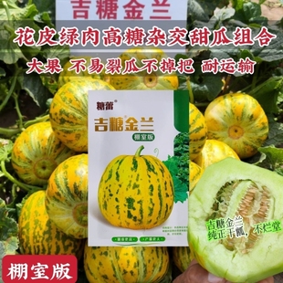 吉糖金兰甜瓜种子高糖新品种特甜大果八里香甜瓜种籽花皮绿肉干瓤
