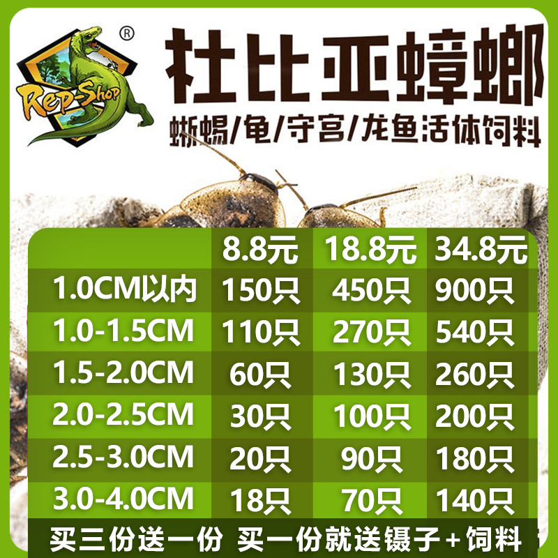 杜比亚蟑螂活体饲料rep-shop