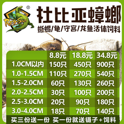 杜比亚蟑螂活体饲料rep-shop