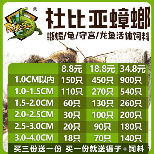 杜比亚蟑螂活体饲料rep-shop