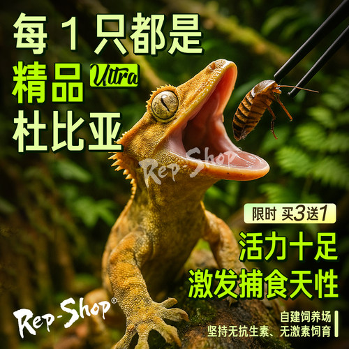 爬宠活体饲料杜比亚蟑螂