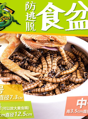 爬虫逃逸食盆爬宠角蛙面包虫活体