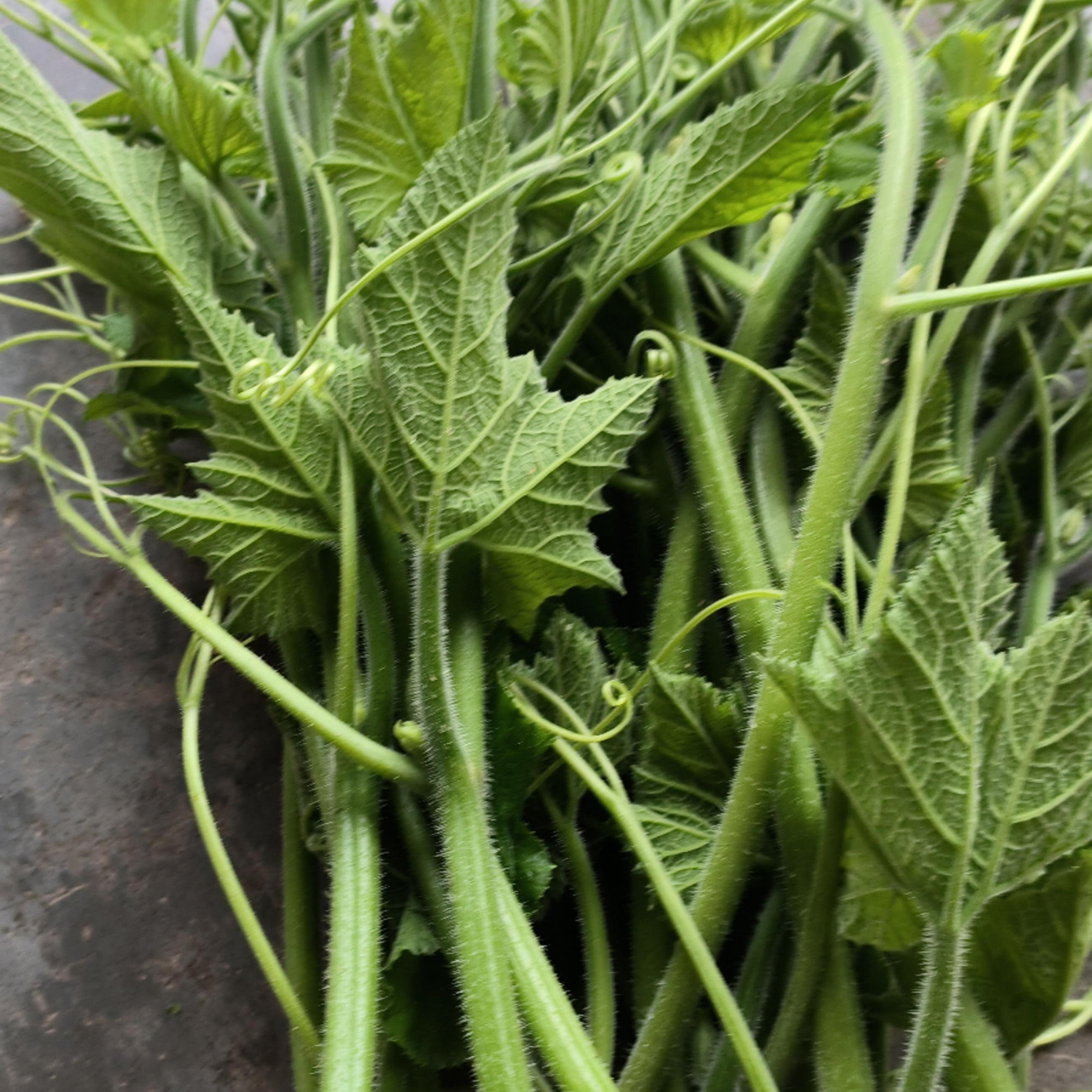 重庆农家自种新鲜蔬菜南瓜藤龙须菜南瓜尖现采发货包邮