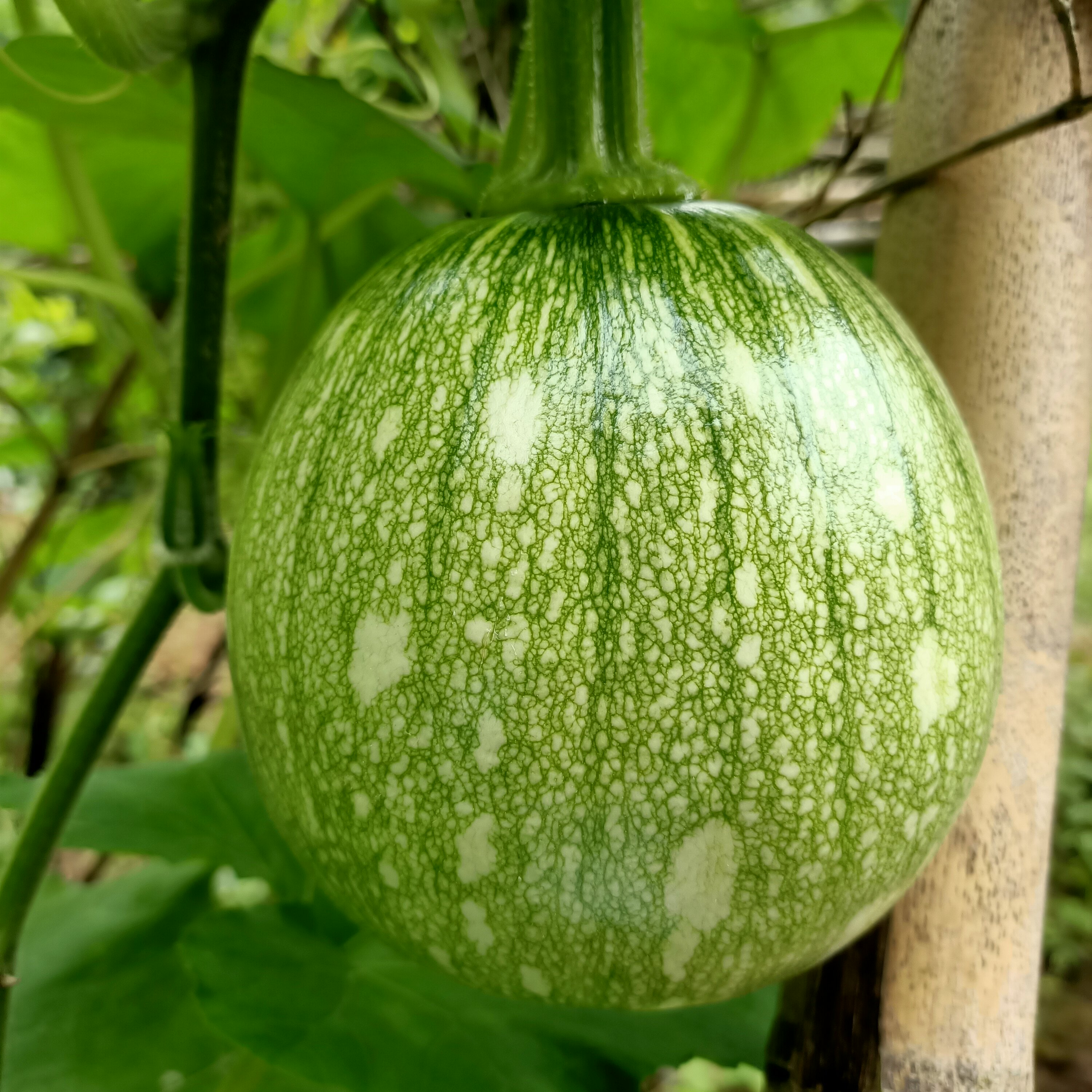 露天应季农家菜新鲜嫩南瓜绿皮迷你小南瓜四川嫩南瓜现摘果蔬包邮