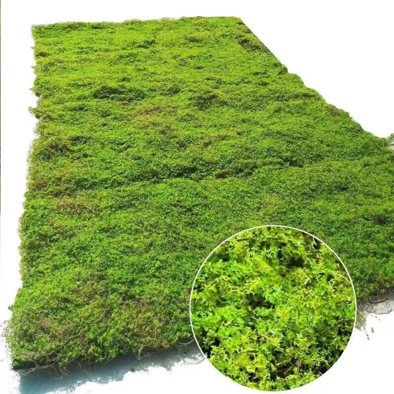 植物墙仿真苔藓绿假苔藓青苔微景观盆景造景装饰材料草坪草皮盆栽
