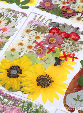 干花压花直销直供 滴胶手工礼品 diy真植物标本花瓣妆