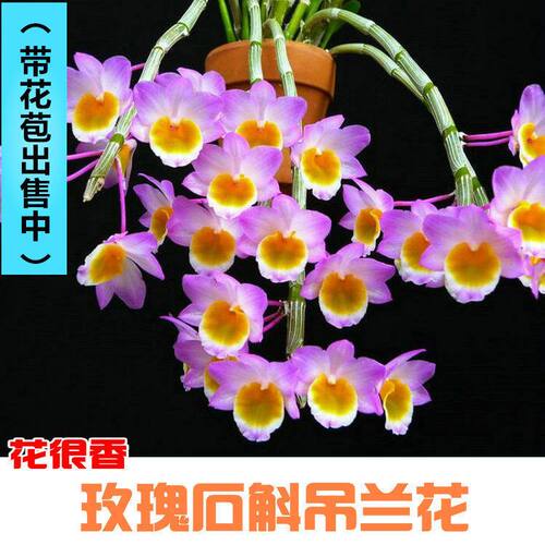 带花苞玫瑰浓香型球花石斛兰绿植