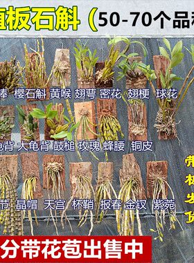 石斛兰 带花苞 带板栽好铁皮鼓槌球花金钗叠鞘石斛兰花卉盆栽包邮