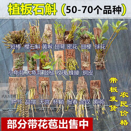 带花苞浓香带板栽好盆栽石斛绿植