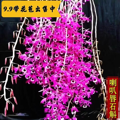 带花苞绿植石斛兰浓香春