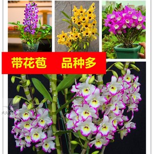 春石斛兰带花苞兰花洋兰秋石斛蝴蝶兰君子兰铁皮石斛花卉绿植盆栽