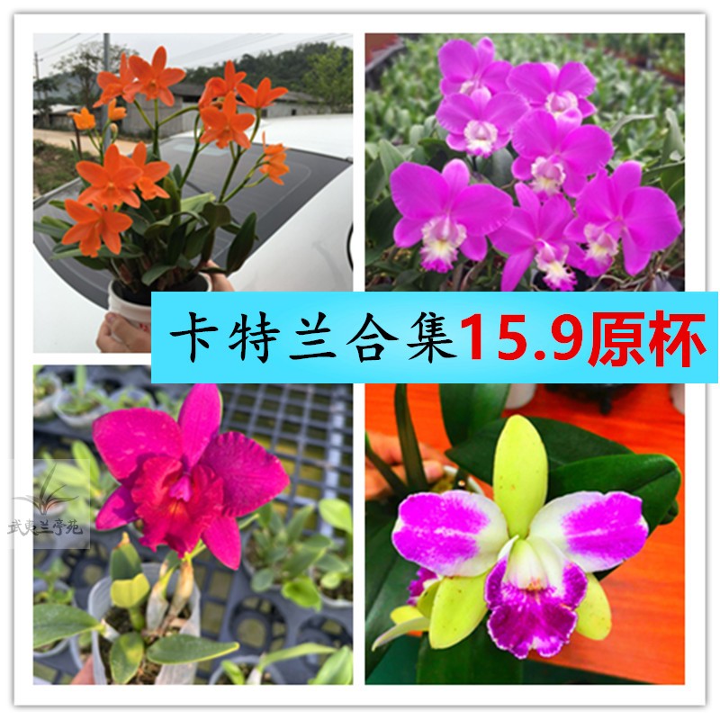 卡特兰带花苞兰花文心兰石斛兰室内盆栽办公室桌面盆净化空气绿植图片