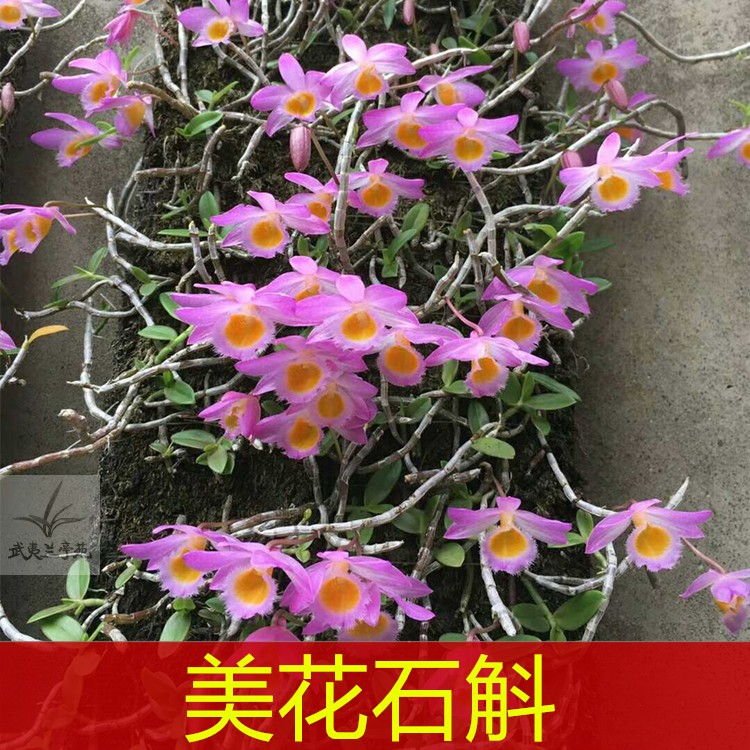 美花石斛小环草石斛小黄草石斛粉白色花洋兰吊兰花挂着养方便漂亮