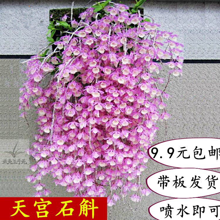 天宫石斛苗带花苞兜唇石斛植板发货原生苗花卉盆栽比多肉好养兰花|ruв категории доставка цветов/цветок моделирования/растения садоводства, цветок/растения в горшках (новый), цветок - от Buy2taobao.com для оказания профессиональной услуги покупки агента Taobao