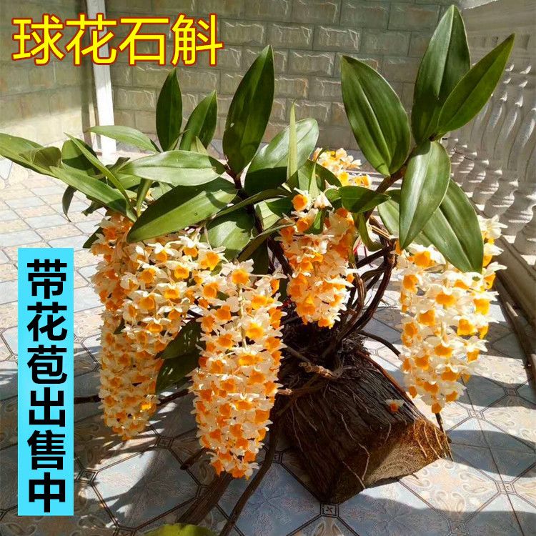 球花铁皮带花苞绿植浓香型石斛兰