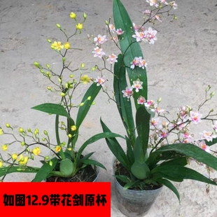 梦香文心兰带花苞迷你香水石斛兰花苗跳舞兰洋兰花卉植物盆栽包邮