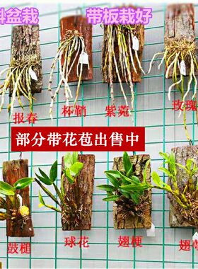 绿植铁皮鼓槌金钗花卉石斛兰包邮