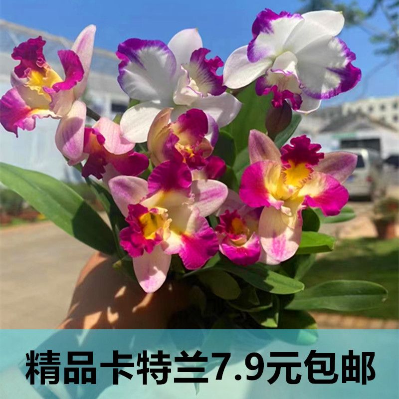 卡特兰乐园带花盆栽洋兰梦香兰文心兰跳舞兰蝴蝶兰君子兰花卉绿植