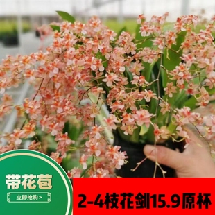 带花苞梦香文心兰迷你香水石斛兰花苗跳舞兰洋兰花卉植物盆栽包邮