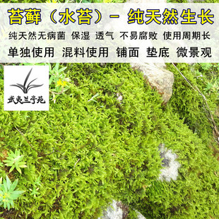 天然苔藓水苔青苔兰花石斛多肉蝴蝶兰营养土肥混料铺面微景观包邮