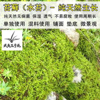 青苔石斛蝴蝶兰微景观营养土包邮