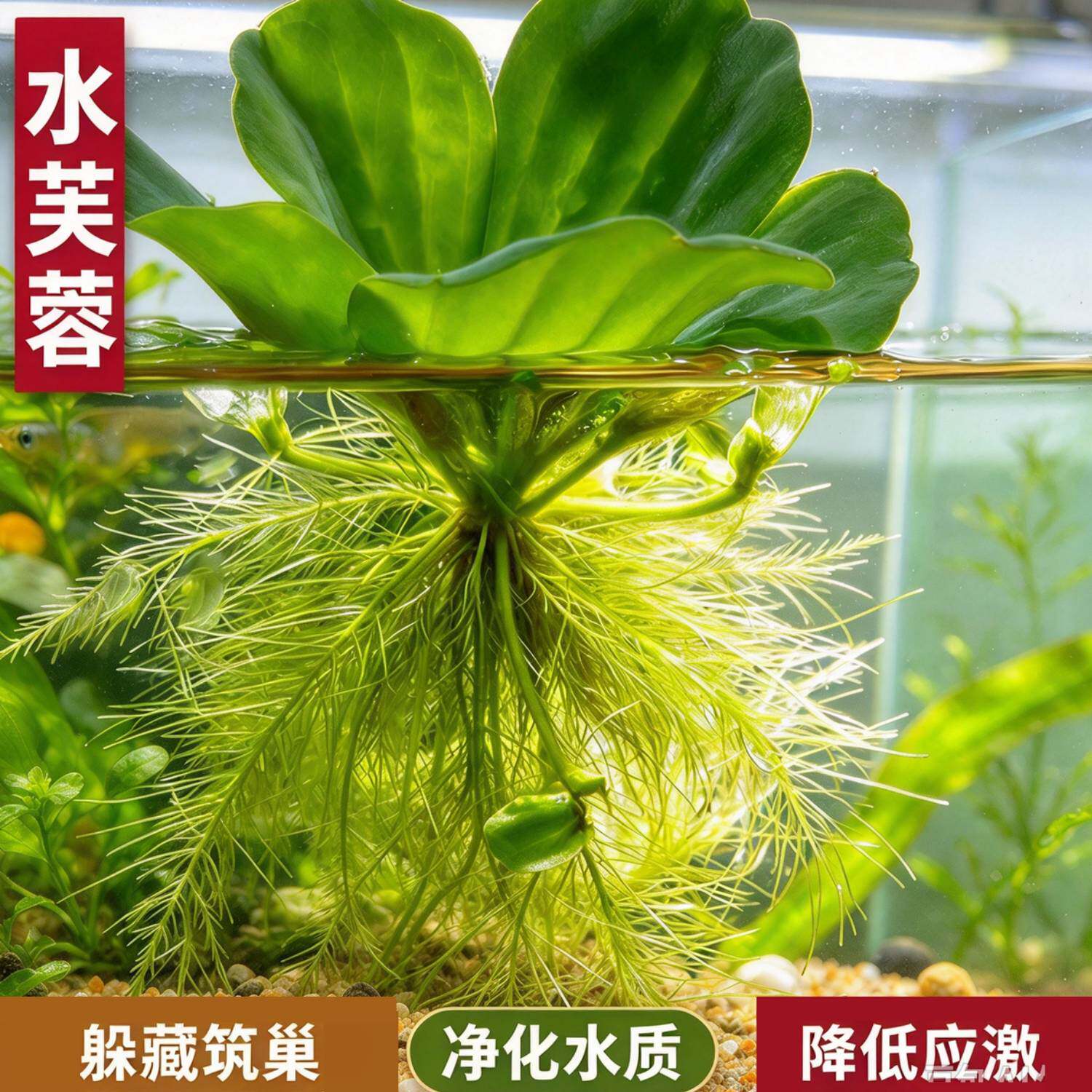 水芙蓉活体浮萍   鱼缸浮水造景水草 养龟养鱼吸收杂质生态净水