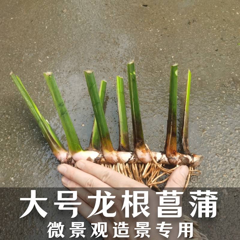 龙根菖蒲溪流盆景鱼龟缸沼泽过滤