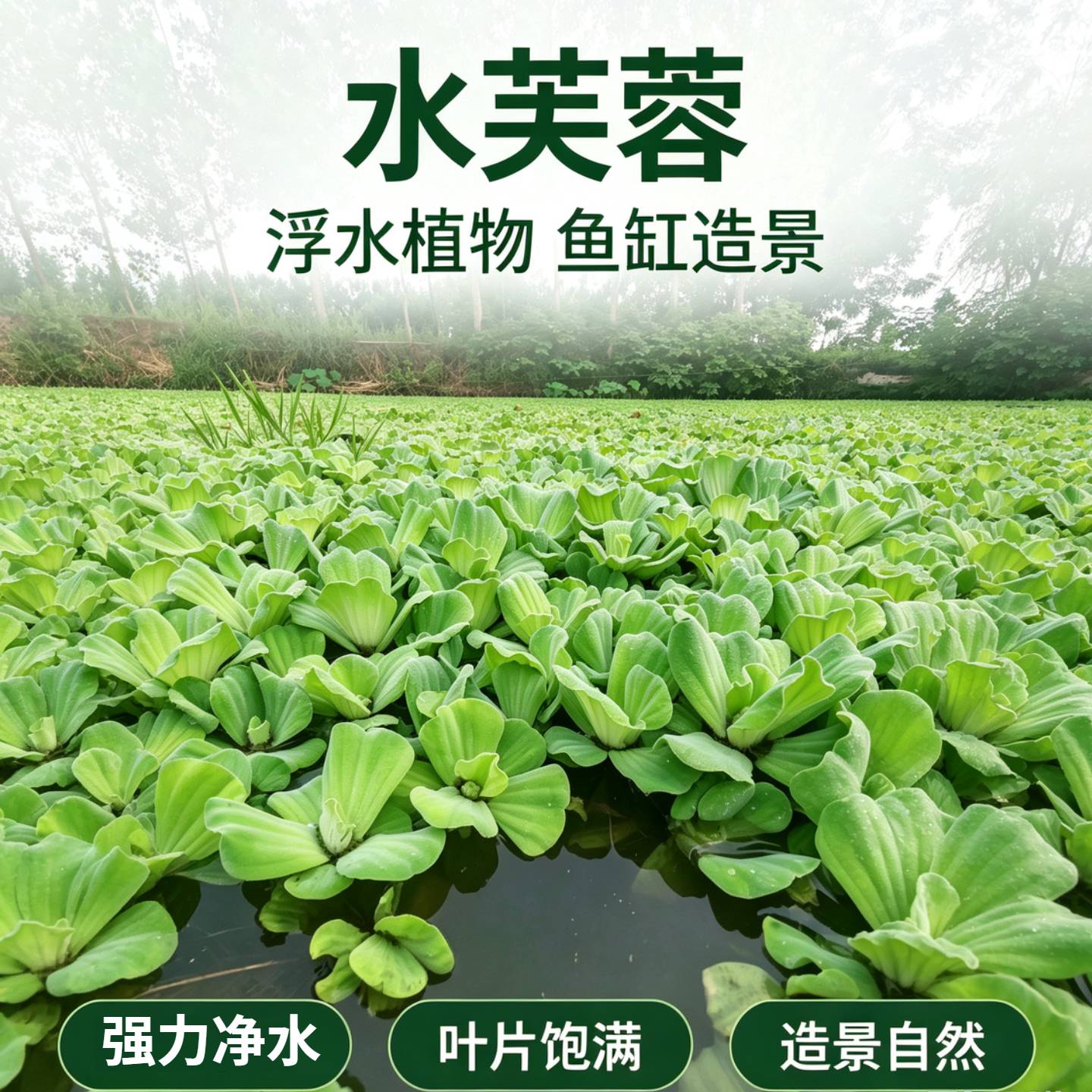 草场直发水芙蓉按斤售卖量大划算图片