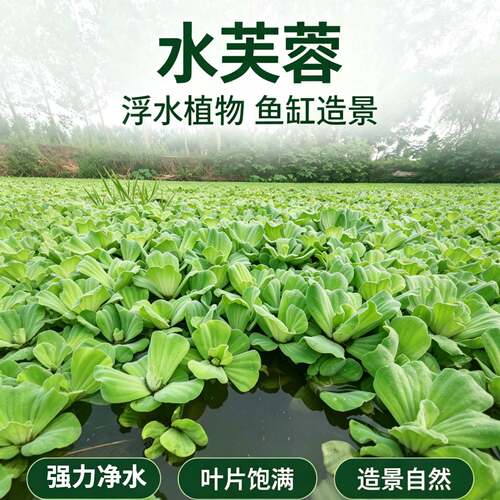 草场直发水芙蓉按斤售卖量大划算