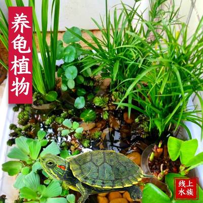 沼泽植物养乌龟水生植物净化水质