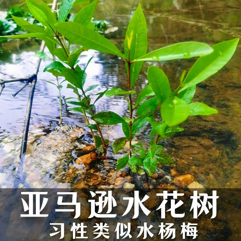 水陆缸雨林缸绿植水培水生净化鱼缸树苗水上叶类似水杨梅鱼缸造景