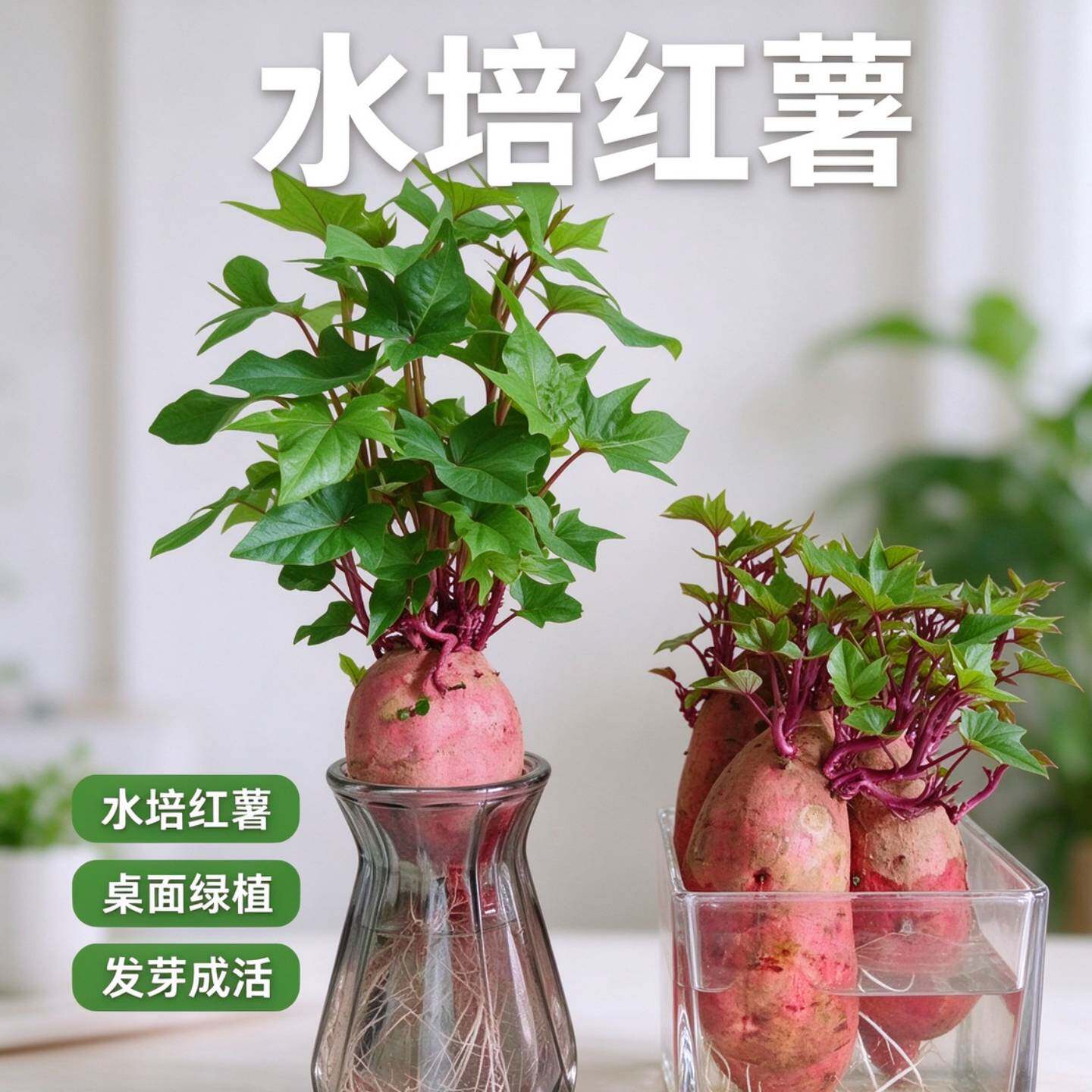 水培小红薯 室内无土水养绿植 办公室桌面摆件 观叶赏根红薯