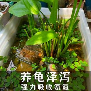 泽泻苗水生挺水型湿地花卉池塘河道绿化养龟养鱼沼泽过滤植物水质
